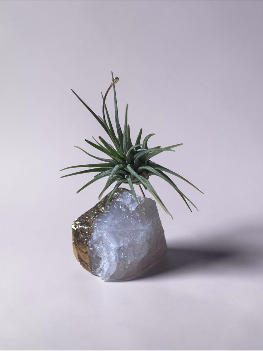 Air Plant on Rose Quartz Crystal with Gold Accent